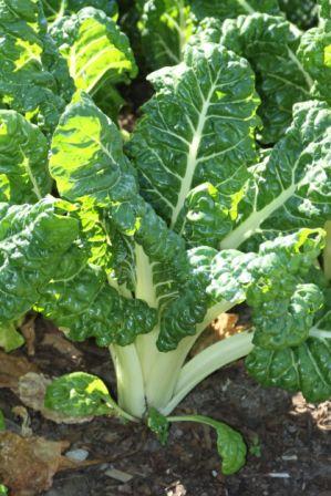 Organic Fordhook Giant Chard, Beta vulgaris